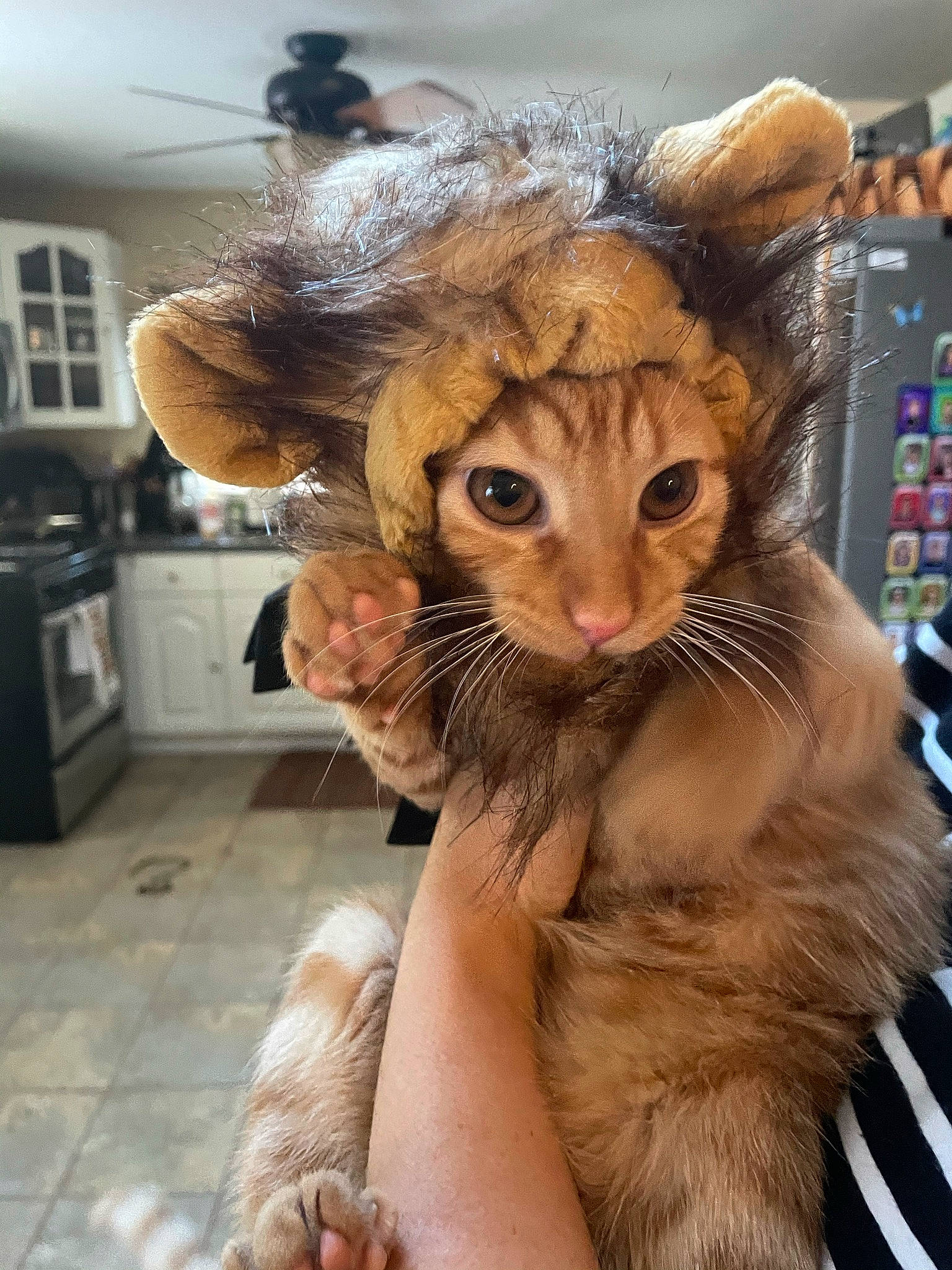 Cedric is registered to the contest to win money with this photo: carnivore, cat, costume_hat, domestic_short_haired_cat, fashion_accessory, fawn, feather, felidae, fur, fur_clothing, hat, home_appliance, kitchen_appliance, plush, small_to_medium_sized_cats, snout, stuffed_toy, tail, toy, whiskers