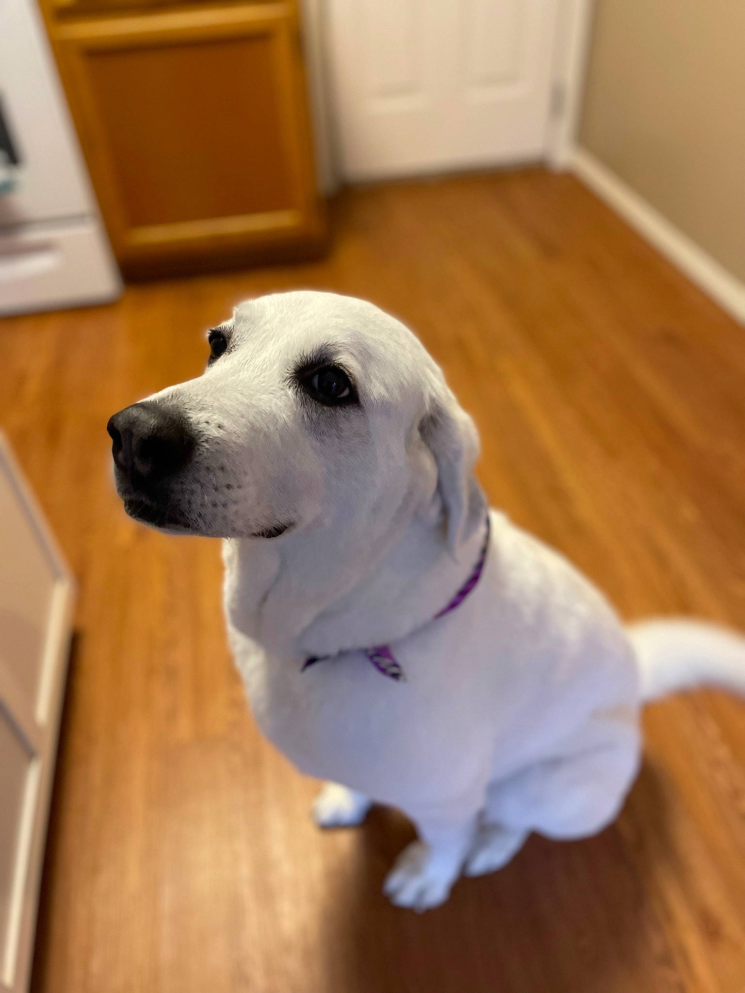 Tina joined the competition — help win amazing prizes! carnivore, collar, companion_dog, dog, dog_breed, dog_collar, fawn, floor, flooring, fur, hardwood, home_appliance, pet_supply, snout, sporting_group, tail, whiskers, wood, wood_flooring, working_animal