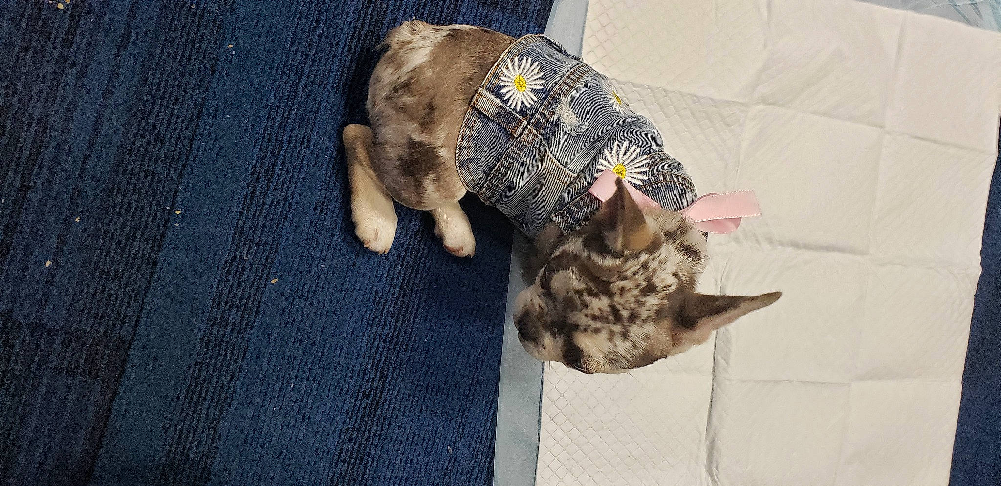 Ellie Mae joined the competition — help win amazing prizes! canidae, carnivore, cat, claw, comfort, denim, dog_breed, domestic_short_haired_cat, fawn, felidae, fur, grey, linens, paw, small_to_medium_sized_cats, sporting_group, tail, textile, whiskers, wood