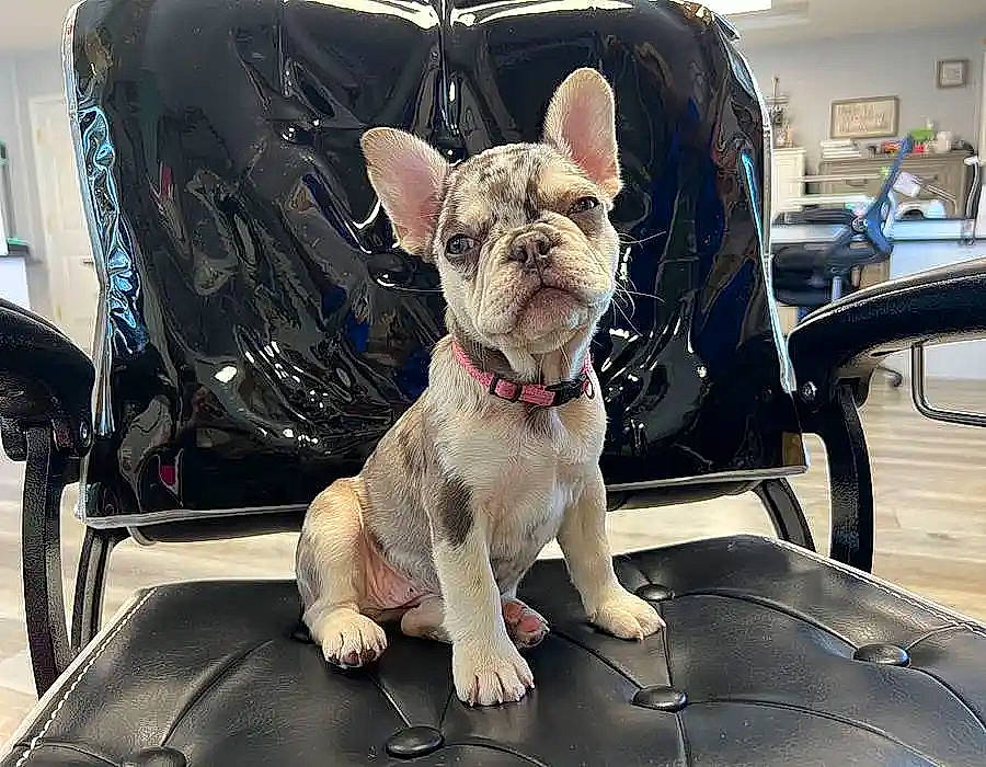 Ellie Mae joined the competition — help win amazing prizes! canidae, carnivore, chair, collar, comfort, companion_dog, dog, dog_breed, dog_collar, dog_supply, fawn, felidae, fur, leash, snout, sporting_group, terrier, toy_dog, whiskers, working_animal