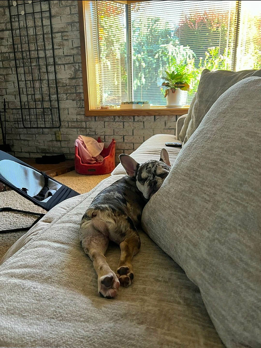 Ellie Mae is registered to the contest to win money with this photo: carnivore, comfort, companion_dog, fawn, felidae, floor, flooring, grey, hardwood, houseplant, linens, living_room, plant, room, small_to_medium_sized_cats, tail, toy, window, window_blind, wood