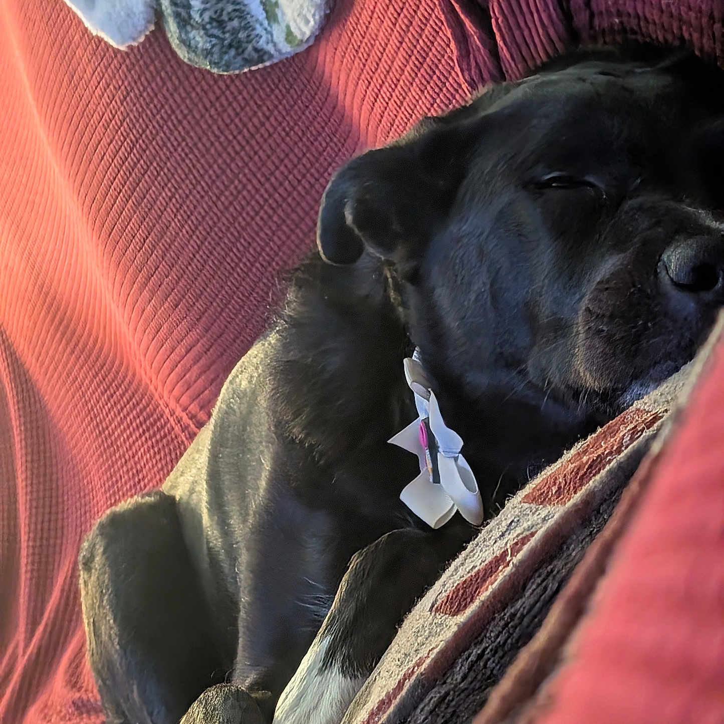 Pie joined the competition — help win amazing prizes! animal, black_dog, blanket, close_up, collar, comfort, couch, cozy, dog, fur, homedecor, indoor, paw, pet, red_couch, relaxed, resting, sleeping, snuggle, white_bow