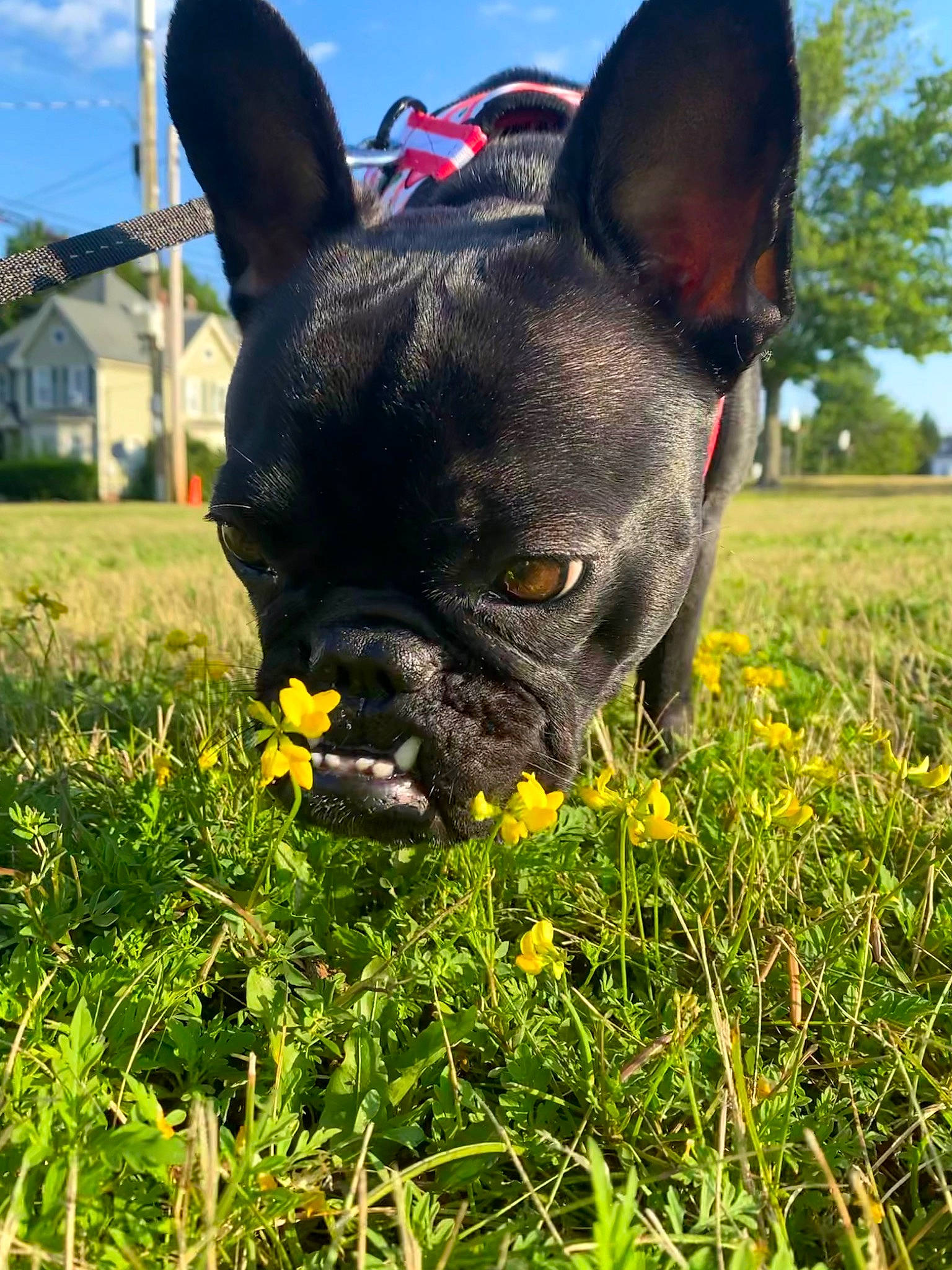 Lillie joined the competition — help win amazing prizes! bulldog, carnivore, companion_dog, dog, dog_breed, fawn, flower, french_bulldog, grass, grassland, groundcover, meadow, plant, sky, snout, toy_dog, tree, whiskers, window, working_animal