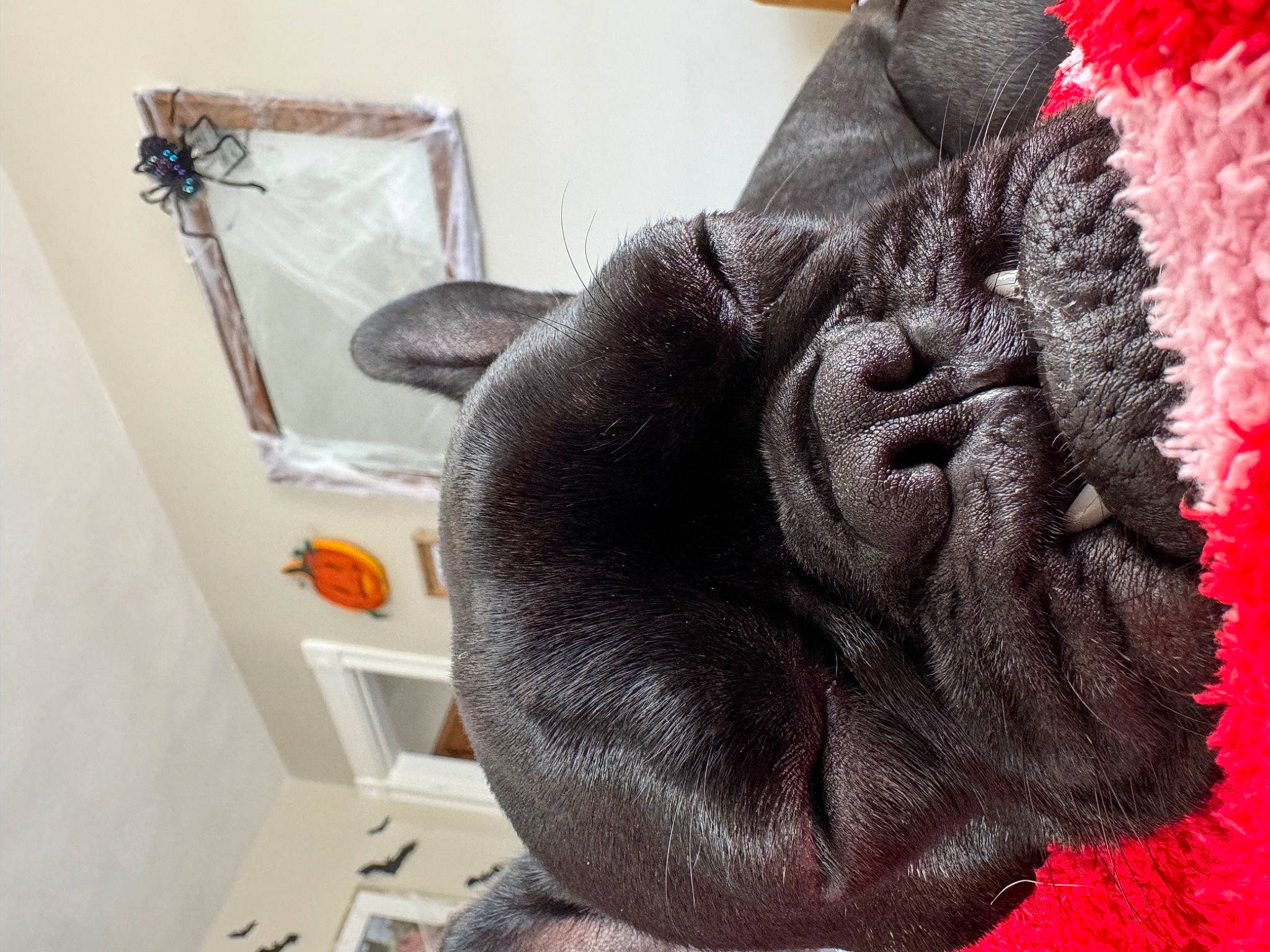 Lillie is registered to the contest to win money with this photo: art, carmine, comfort, coquelicot, craft, fashion_accessory, flooring, fur, grey, knitting, linens, magenta, pattern, room, thread, wool, woolen, woven_fabric