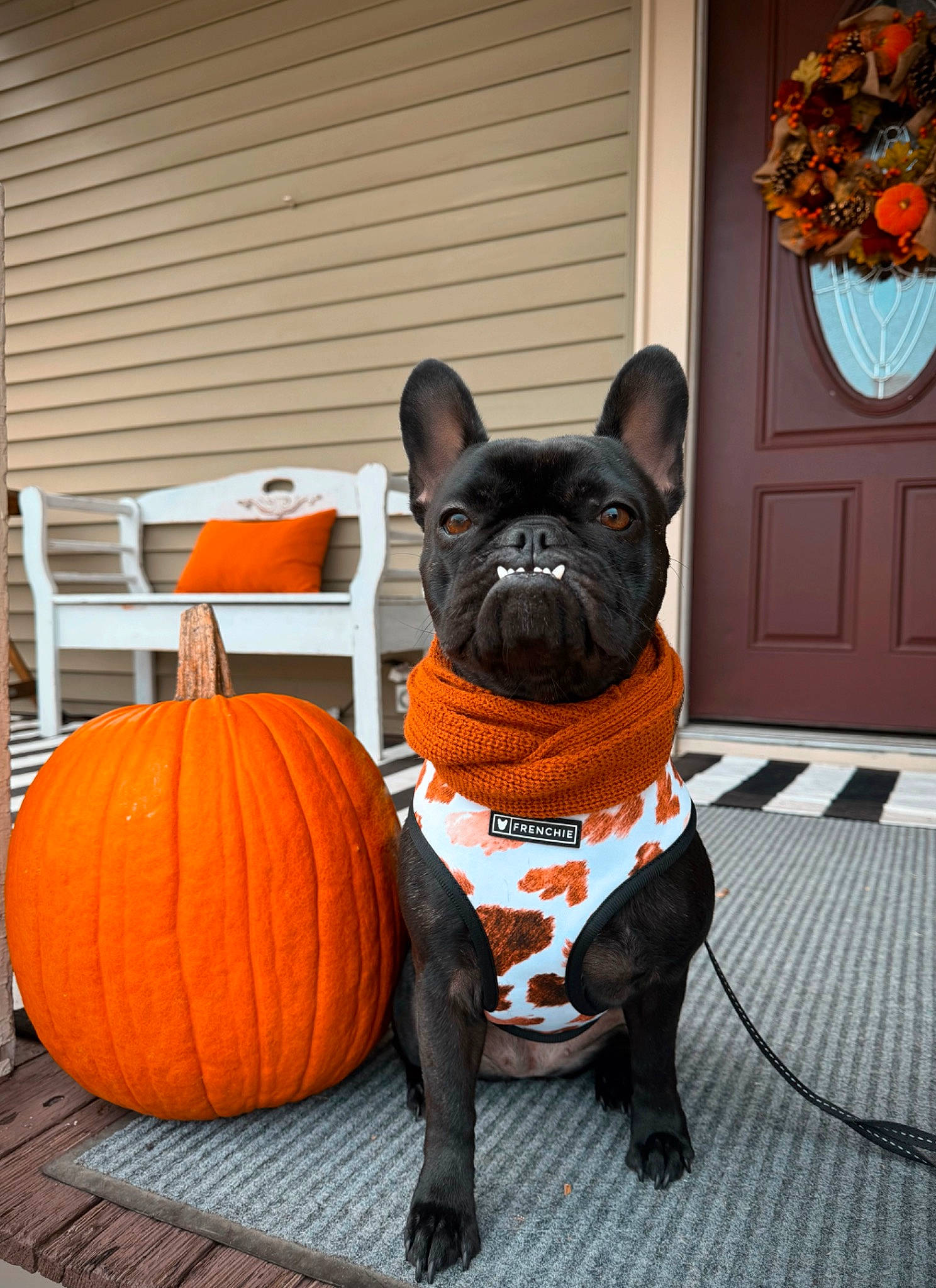 Lillie joined the competition — help win amazing prizes! bulldog, calabaza, carnivore, companion_dog, cucurbita, dog, dog_breed, door, fawn, gourd, grey, orange, pug, pumpkin, snout, vegetable, whiskers, winter_squash, wood, working_animal