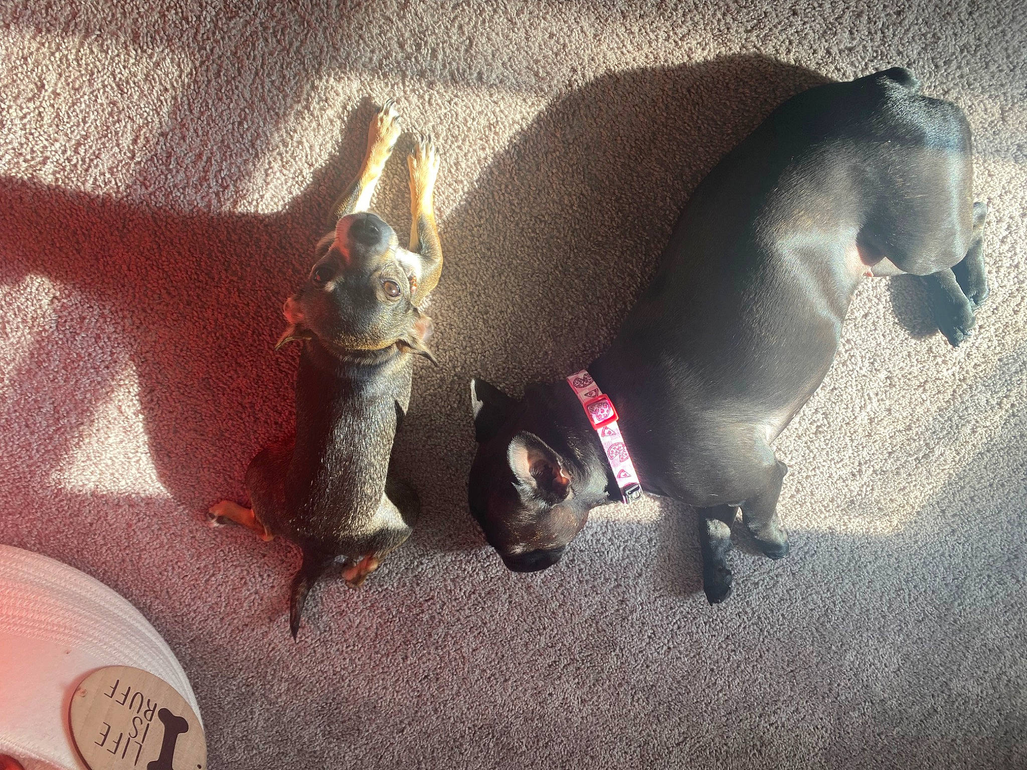 Lillie joined the competition — help win amazing prizes! canidae, carmine, carnivore, companion_dog, dog, dog_breed, fawn, felidae, fish, fur, grey, leash, paw, pet_supply, snout, sporting_group, stuffed_toy, tail, terrestrial_animal, working_animal