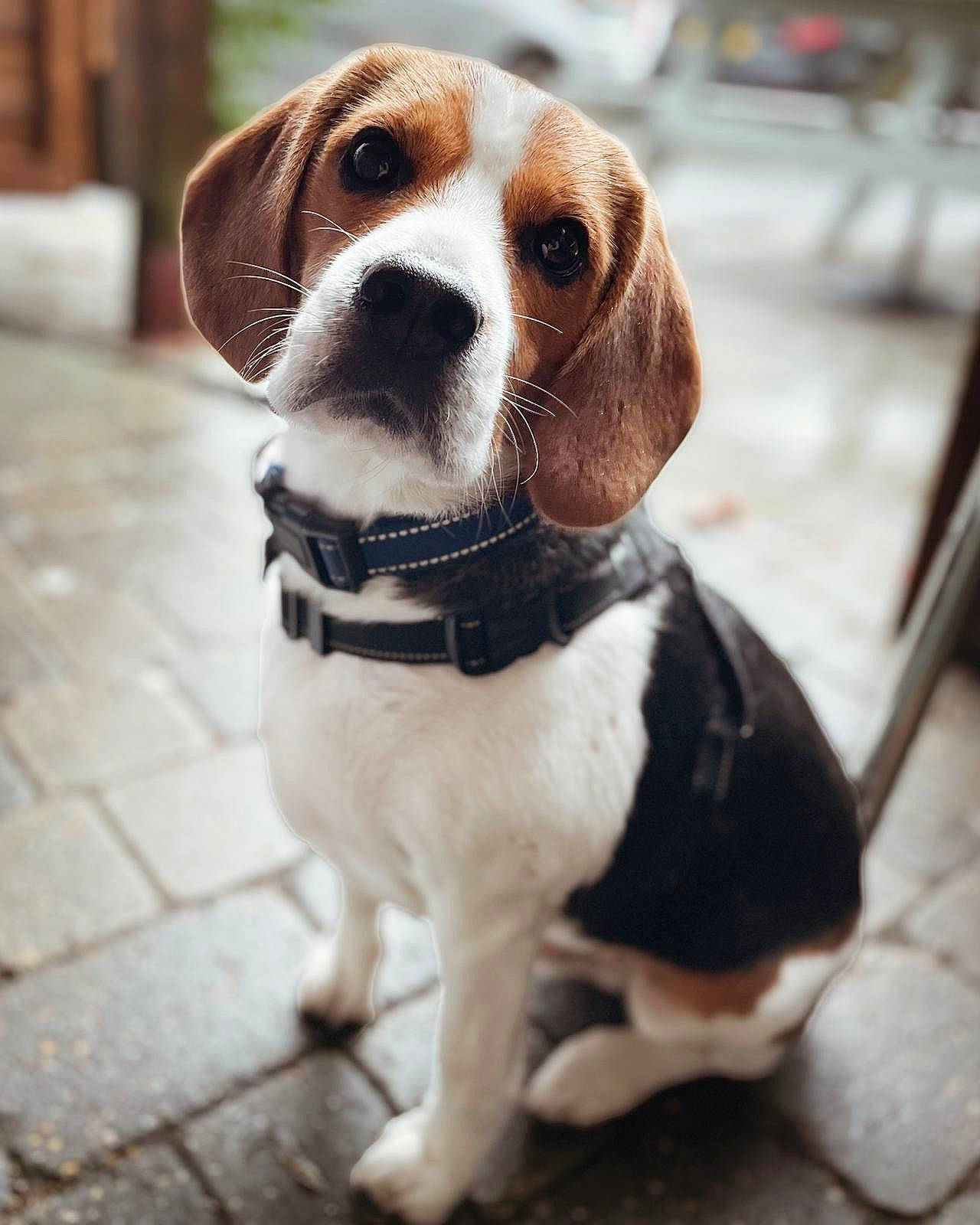 Jeremy is registered to the contest to win money with this photo: carnivore, collar, companion_dog, dog, dog_breed, dog_collar, dog_supply, eyewear, fawn, fur, hunting_dog, leash, liver, non_sporting_group, pet_supply, scent_hound, snout, sporting_group, whiskers, working_animal