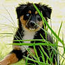 Ace joined the competition — help win amazing prizes! puppy, dog, grass, outdoor, nature, young_animal, black_fur, brown_fur, white_fur, blue_eyes, animal_face, cute, pet, curious, close_up, portrait, fur, sitting, greenery, sunlight