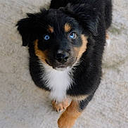 Ace is registered to the contest to win money with this photo: puppy, dog, blue_eyes, black_fur, tan_fur, white_fur, cute, pet, animal, fur, looking_up, paw, portrait, young_dog, canine, adorable, playful, outdoor, close_up, friendly