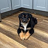 Ace joined the competition — help win amazing prizes! animal, black_fur, brown_fur, cabinet, cozy, cute, dog, domestic, floor, fur, household, indoor, kitchen, laying_down, looking_at_camera, pet, puppy, white_fur, wooden_floor, young_dog