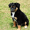 Ace is registered to the contest to win money with this photo: adorable, alert, animal, black_fur, blue_eyes, cute, dog, fur, grass, mammal, nature, outdoor, pet, portrait, puppy, sitting, sunlight, tan_fur, vibrant, young