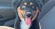 Ace is registered to the contest to win money with this photo: animal, black_fur, blue_eye, brown_eye, canine, car_seat, cute, dog, fur, happy, inside_car, pet, pet_vehicle, puppy, seatbelt, sunlight, tan_fur, tongue_out, white_fur, young_dog