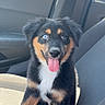 animal, black_fur, blue_eye, brown_eye, canine, car_seat, cute, dog, fur, happy, inside_car, pet, pet_vehicle, puppy, seatbelt, sunlight, tan_fur, tongue_out, white_fur, young_dog