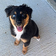 Ace joined the competition — help win amazing prizes! adorable, animal, blue_eye, brown_eye, canine, concrete, cute, dog, fluffy, fur, happy, heterochromia, looking_up, outdoor, pet, playful, puppy, sitting, smiling, young_dog