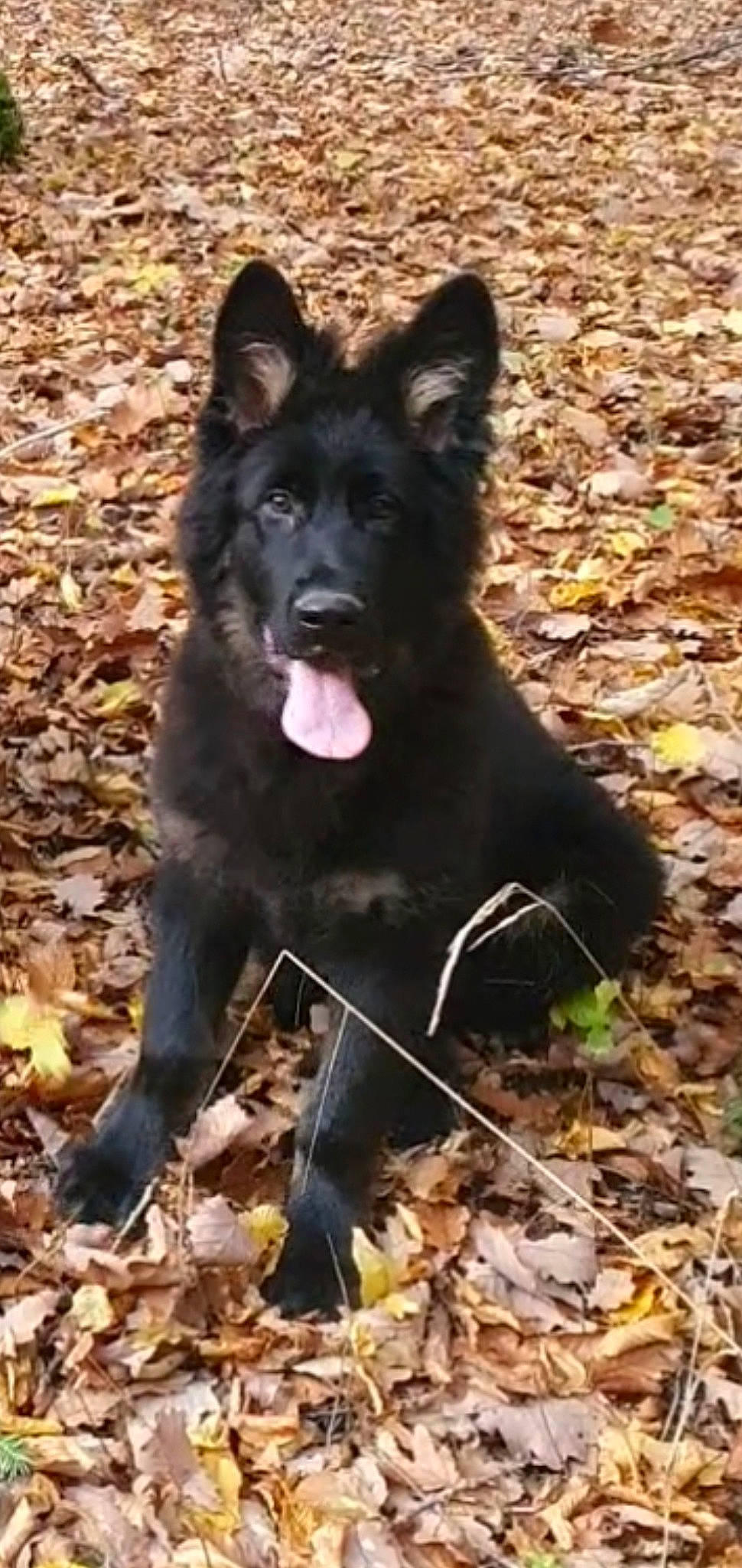 Ruben a rejoint le concours — aidez-le/la à gagner de superbes lots ! belgian_shepherd, black_norwegian_elkhound, bohemian_shepherd, canidae, carnivore, dog, dog_breed, east_european_shepherd, german_shepherd_dog, groenendael, king_shepherd, mammal, old_german_shepherd_dog, rare_breed_dog, vertebrate