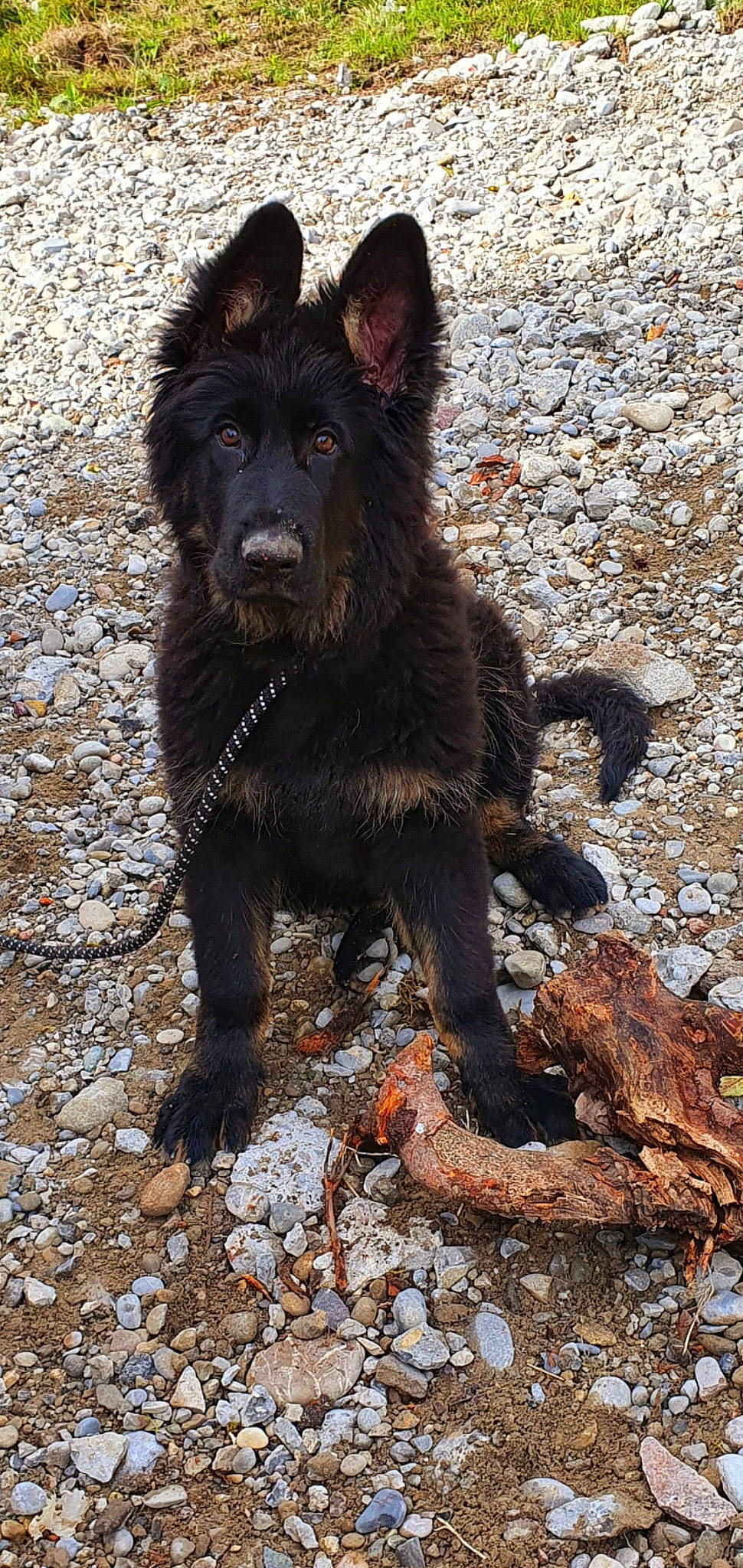 Ruben a rejoint le concours — aidez-le/la à gagner de superbes lots ! bohemian_shepherd, canidae, carnivore, dog, dog_breed, kai_ken, mammal, mudi, rare_breed_dog, sporting_group, vertebrate