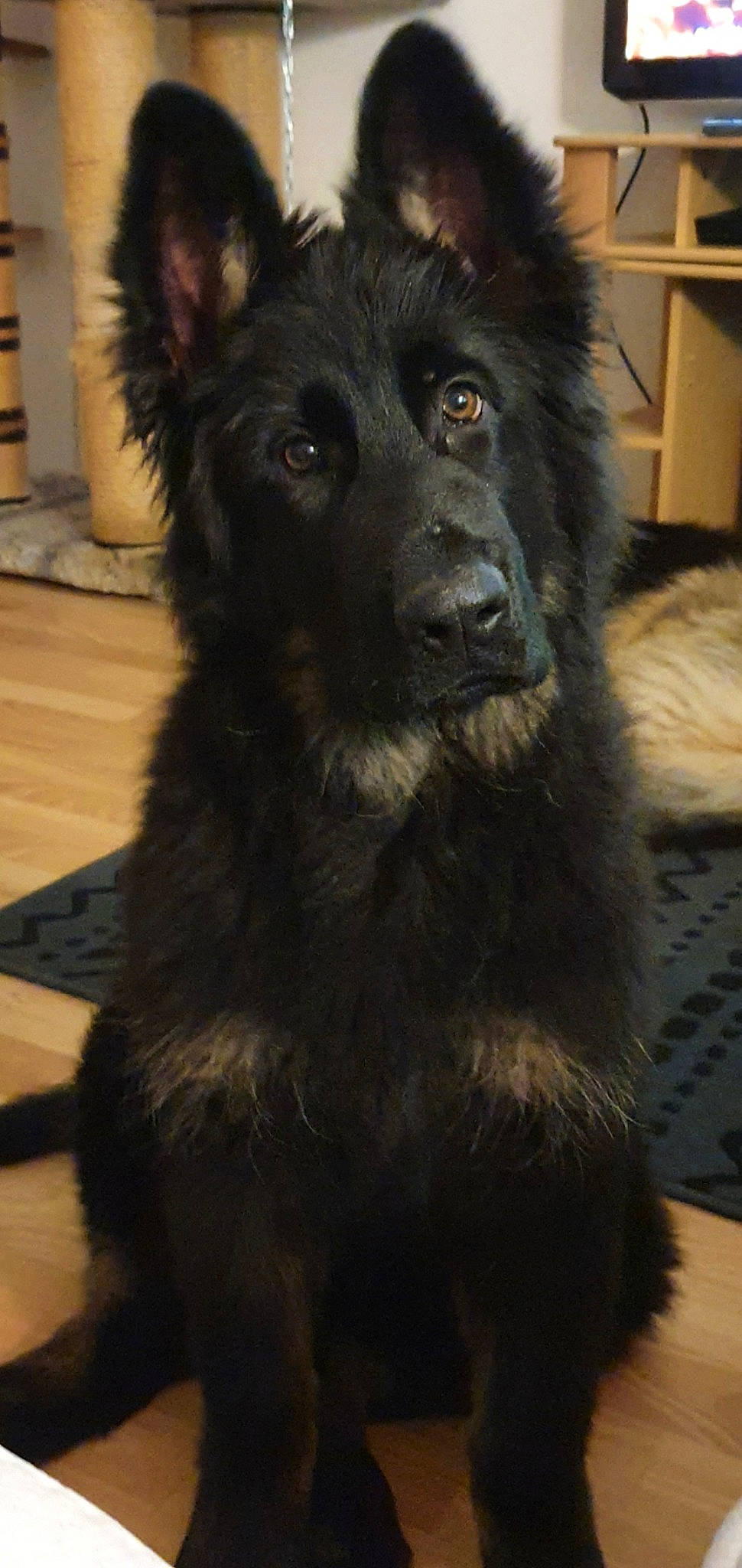 Ruben participe au concours pour gagner de l'argent avec cette photo : ancient_dog_breeds, belgian_shepherd, bohemian_shepherd, canidae, carnivore, dog, dog_breed, german_shepherd_dog, groenendael, herding_dog, king_shepherd, mammal, mudi, old_german_shepherd_dog, rare_breed_dog, shiloh_shepherd_dog, snout, sporting_group, tervuren, vertebrate