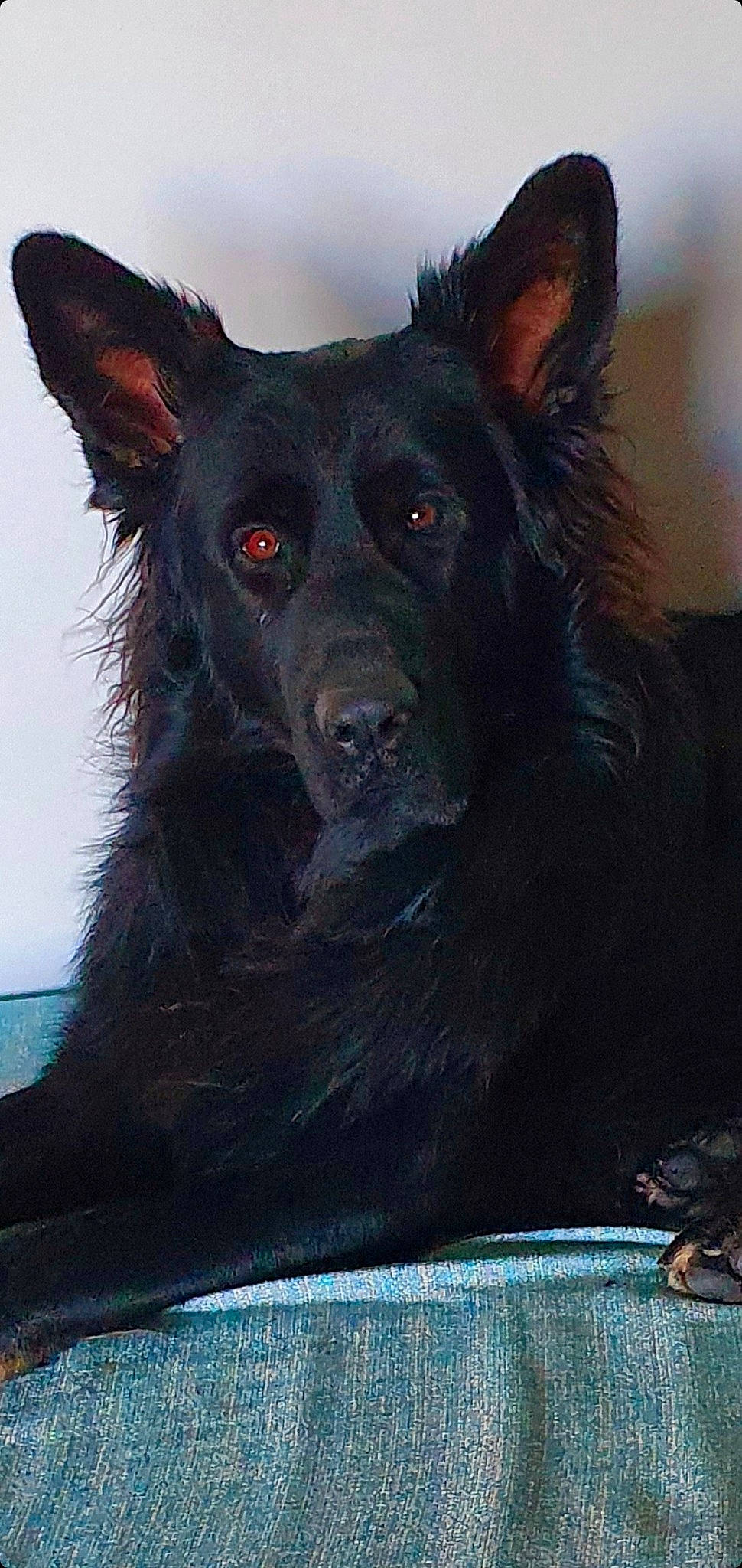 Ruben participe au concours pour gagner de l'argent avec cette photo : blue, canidae, carnivore, companion_dog, dog, dog_breed, fur, snout, sporting_group, working_animal, working_dog