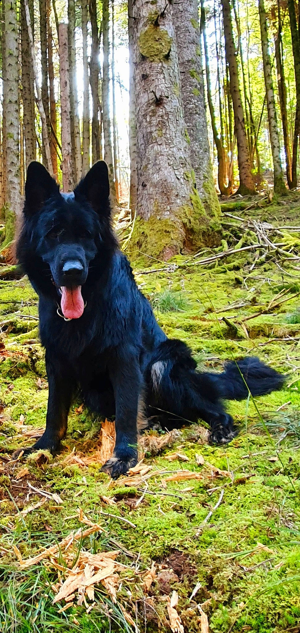 Ruben participe au concours pour gagner de l'argent avec cette photo : black_norwegian_elkhound, canidae, carnivore, companion_dog, dog, dog_breed, forest, fur, grass, herding_dog, plant, schipperke, snout, tail, terrestrial_animal, terrestrial_plant, tree, trunk, woodland, working_animal