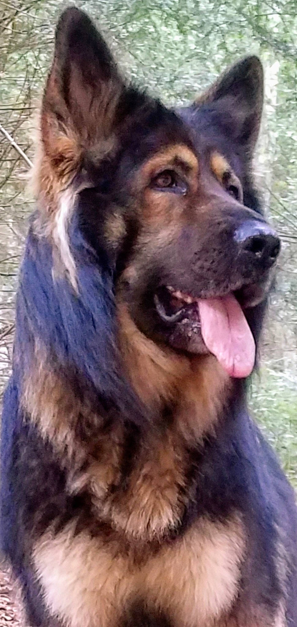 Maho participe au concours pour gagner de l'argent avec cette photo : ancient_dog_breeds, bohemian_shepherd, canidae, carnivore, caucasian_shepherd_dog, companion_dog, dog, dog_breed, east_european_shepherd, german_shepherd_dog, giant_dog_breed, king_shepherd, kunming_wolfdog, mammal, old_german_shepherd_dog, rare_breed_dog, shiloh_shepherd_dog, snout, sporting_group, vertebrate