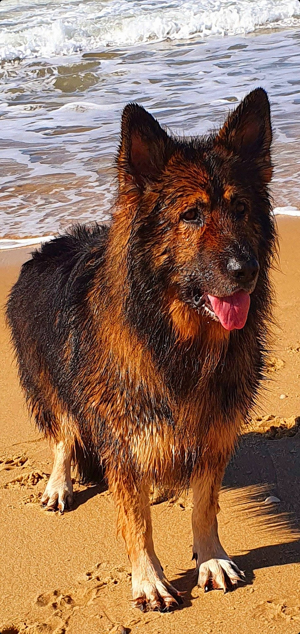 Maho participe au concours pour gagner de l'argent avec cette photo : canidae, carnivore, dog, dog_breed, fur, herding_dog, king_shepherd, snout, sporting_group, terrestrial_animal, water, wildlife, working_dog