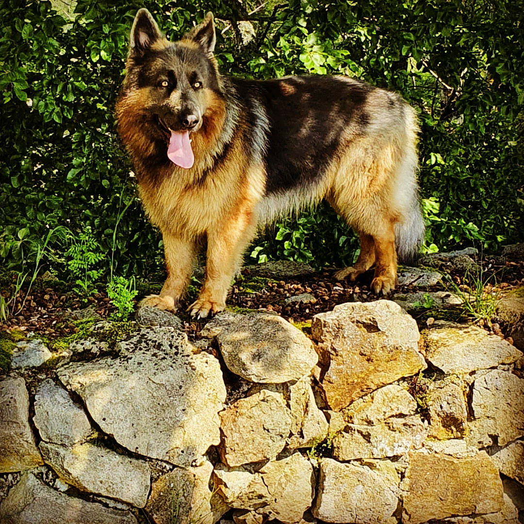 Orso a rejoint le concours — aidez-le/la à gagner de superbes lots ! art, canidae, carnivore, cobblestone, dog, dog_breed, fawn, german_shepherd_dog, herding_dog, king_shepherd, old_german_shepherd_dog, plant, rock, snout, sporting_group, terrestrial_animal, tree, wildlife, working_animal, working_dog