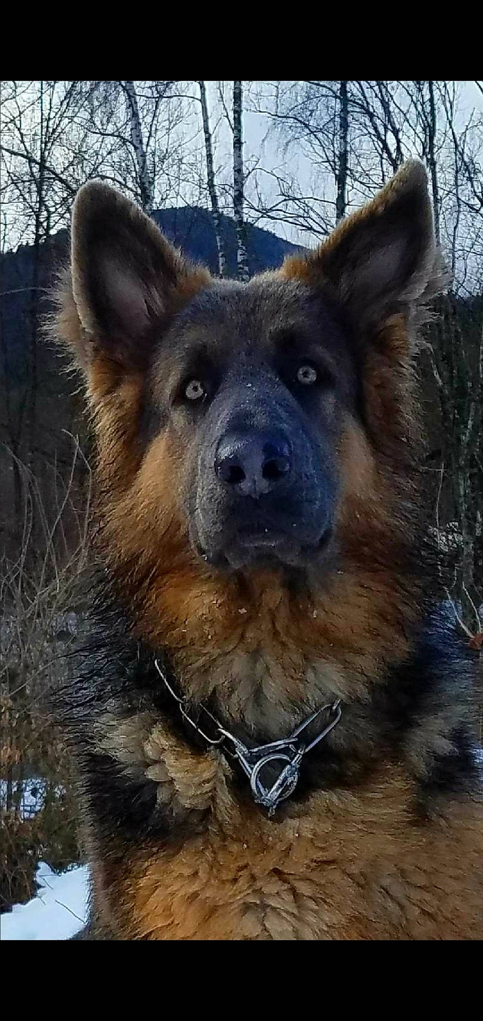 Orso a rejoint le concours — aidez-le/la à gagner de superbes lots ! bohemian_shepherd, canidae, carnivore, dog, dog_breed, east_european_shepherd, fawn, german_shepherd_dog, king_shepherd, kunming_wolfdog, mammal, native_american_indian_dog, old_german_shepherd_dog, rare_breed_dog, shiloh_shepherd_dog, snout, vertebrate