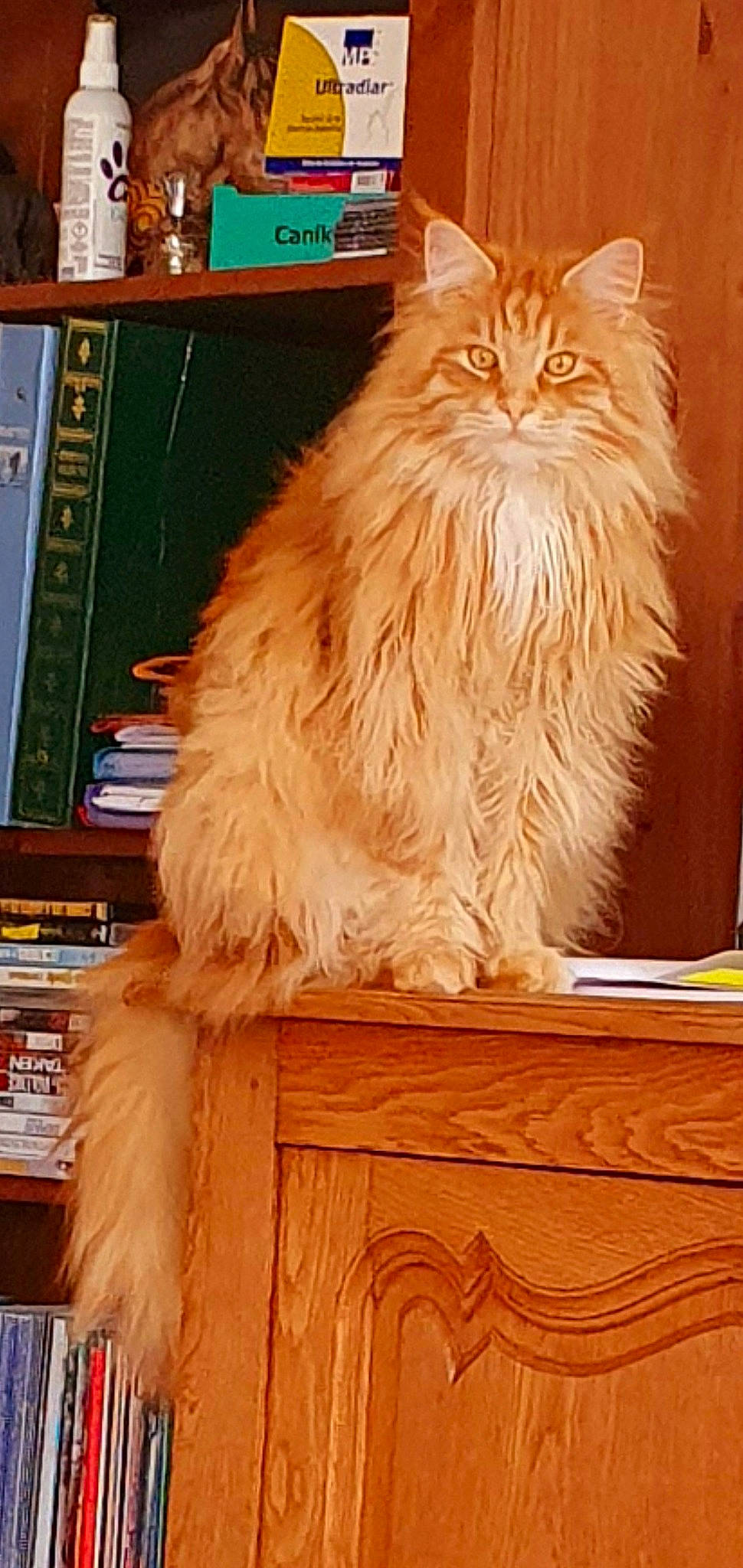 Nelson Du Chant Des Coon'S a rejoint le concours — aidez-le/la à gagner de superbes lots ! asian_semi_longhair, british_longhair, british_semi_longhair, carnivore, cat, cymric, domestic_long_haired_cat, fawn, felidae, kurilian_bobtail, maine_coon, mammal, norwegian_forest_cat, persian, siberian, small_to_medium_sized_cats, turkish_angora, whiskers
