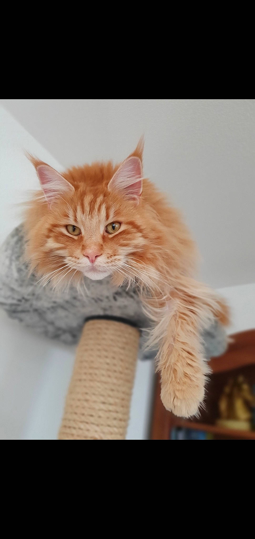 Nelson Du Chant Des Coon'S a rejoint le concours — aidez-le/la à gagner de superbes lots ! asian, british_semi_longhair, carnivore, cat, domestic_long_haired_cat, fawn, felidae, fur, kitten, maine_coon, mammal, norwegian_forest_cat, ragamuffin, siberian, small_to_medium_sized_cats, vertebrate, whiskers