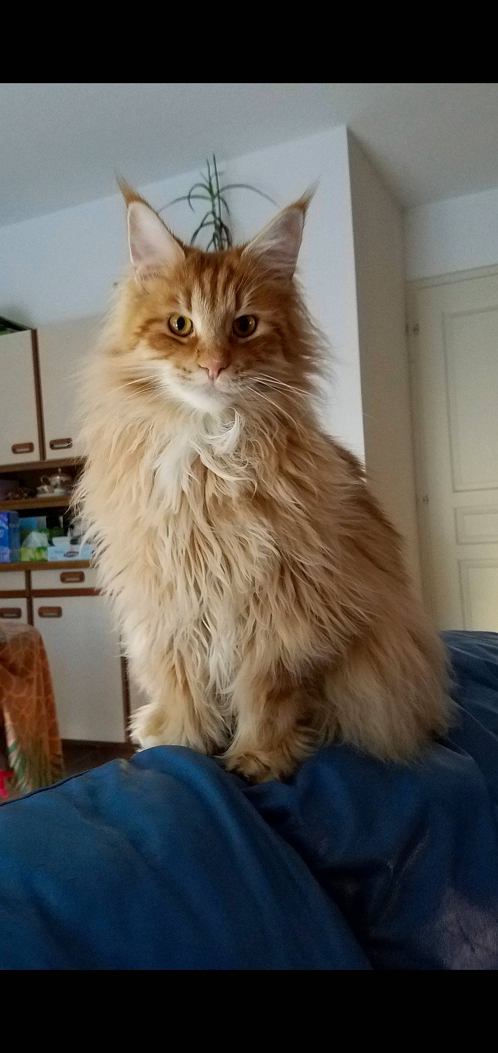 Nelson Du Chant Des Coon'S a rejoint le concours — aidez-le/la à gagner de superbes lots ! asian_semi_longhair, british_longhair, british_semi_longhair, carnivore, cat, cymric, domestic_long_haired_cat, fawn, felidae, kitten, maine_coon, mammal, napoleon_cat, norwegian_forest_cat, ragamuffin, siberian, small_to_medium_sized_cats, somali, vertebrate, whiskers