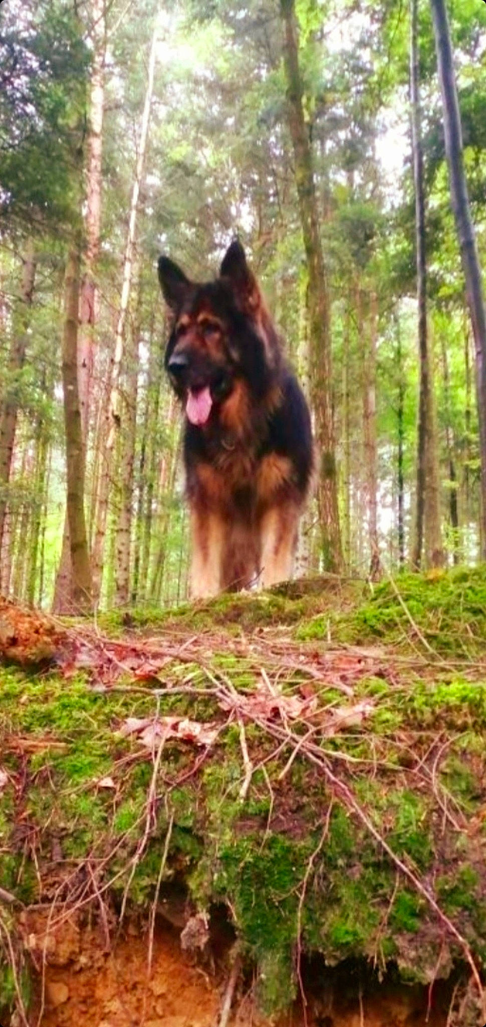 Maho a rejoint le concours — aidez-le/la à gagner de superbes lots ! art, canis, carnivore, dog, dog_breed, east_european_shepherd, fawn, forest, german_shepherd_dog, herding_dog, king_shepherd, old_german_shepherd_dog, plant, temperate_broadleaf_and_mixed_forest, terrestrial_plant, tree, trunk, wolf, wood, woodland