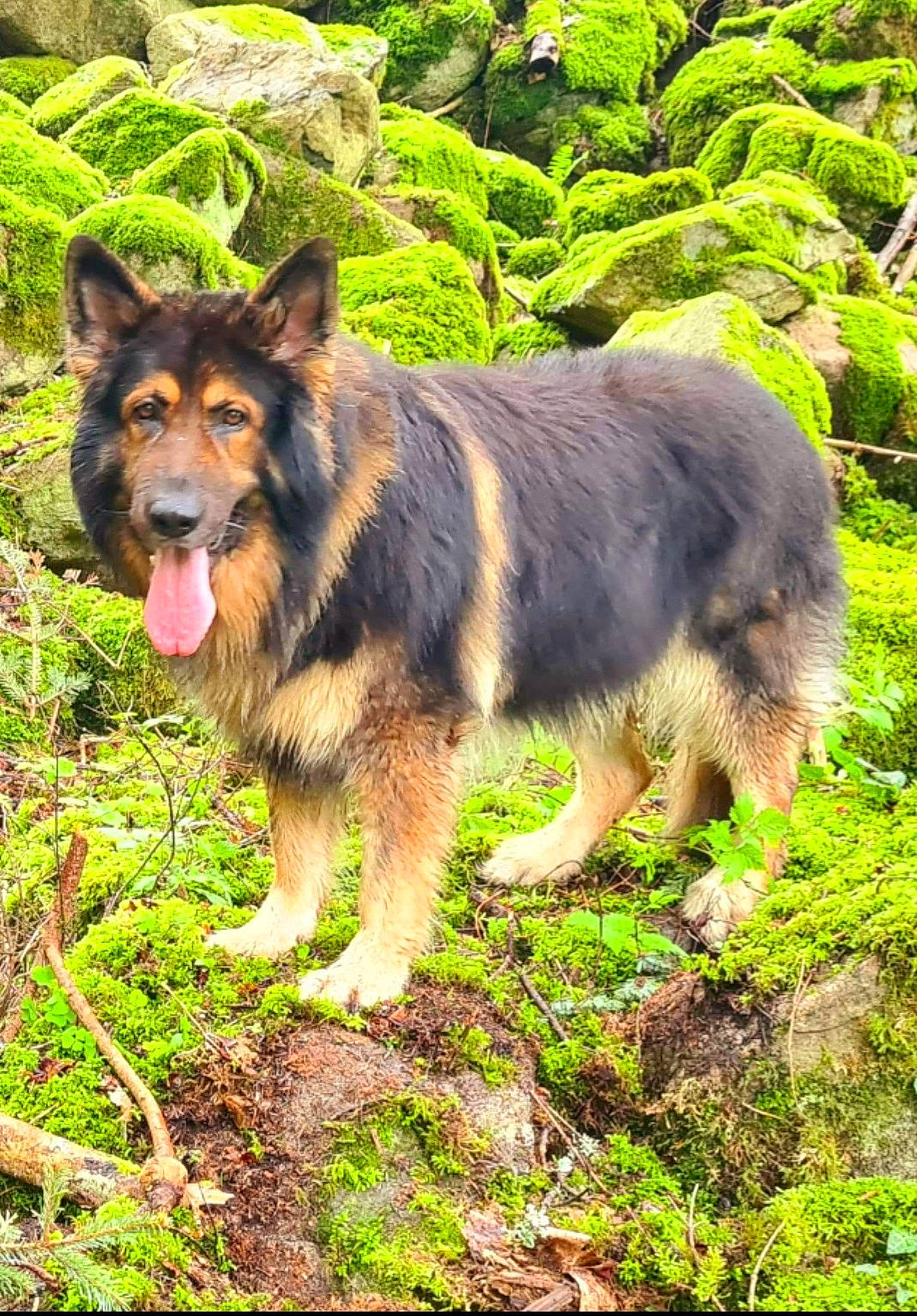 Maho a rejoint le concours — aidez-le/la à gagner de superbes lots ! art, canidae, carnivore, companion_dog, dog, dog_breed, fawn, fur, german_shepherd_dog, grass, herding_dog, king_shepherd, old_german_shepherd_dog, plant, snout, sporting_group, tail, terrestrial_animal, tree, working_animal