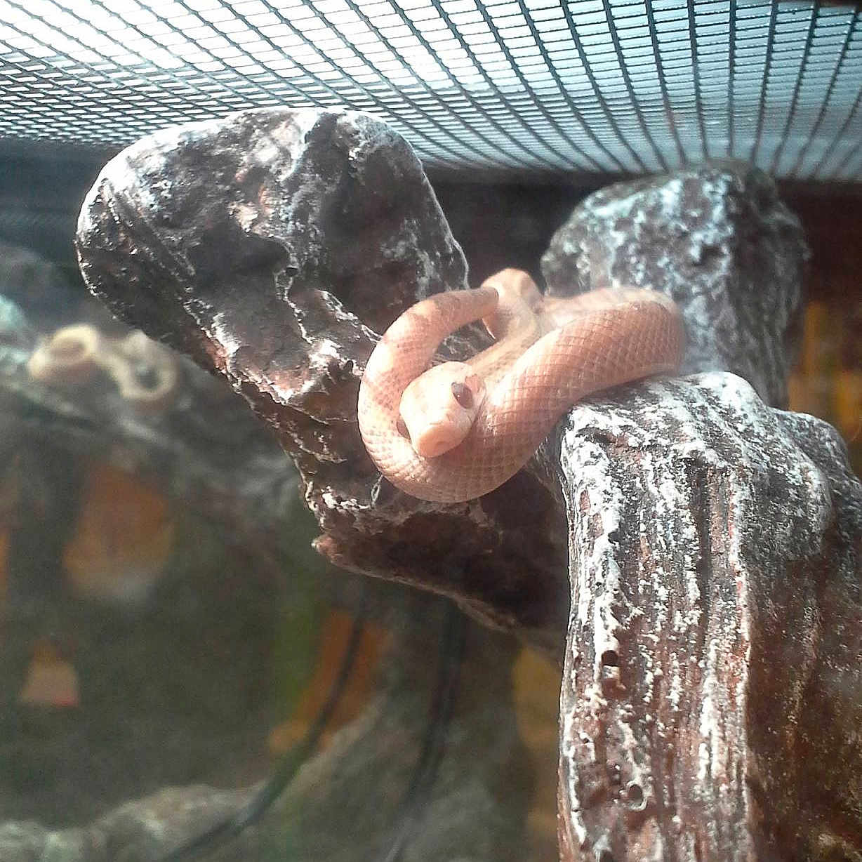 Penelope