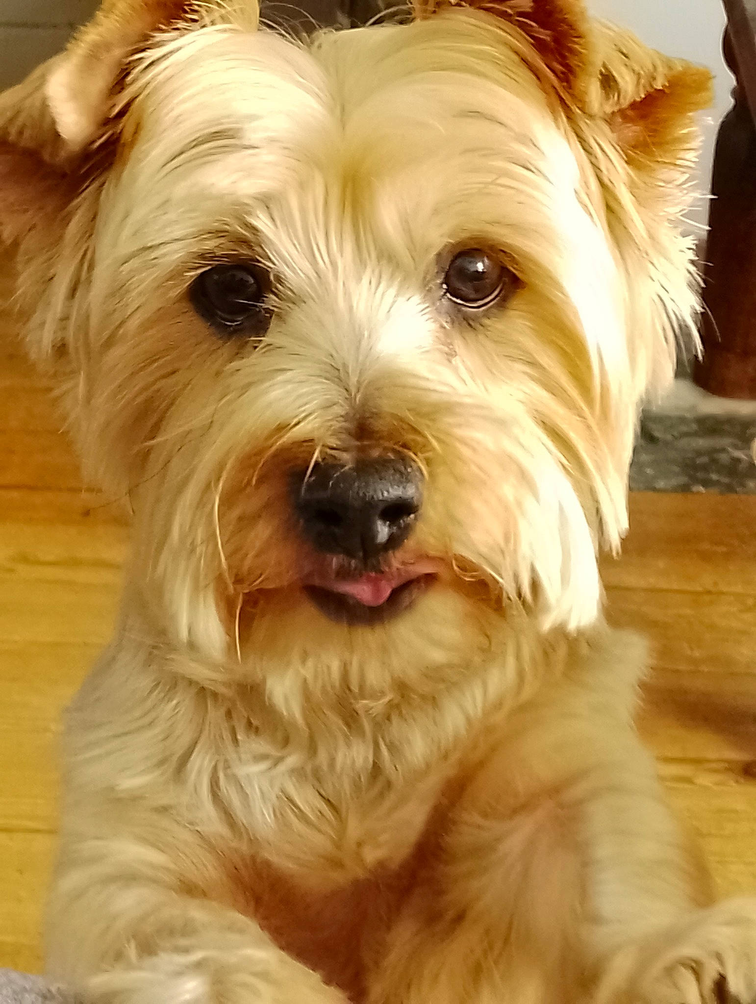 Kenzo participe au concours pour gagner de l'argent avec cette photo : biewer_terrier, canidae, carnivore, companion_dog, dog, dog_breed, fur, liver, maltepoo, puppy, small_terrier, snout, sporting_group, terrier, toy_dog, water_dog, whiskers, wood, working_animal, yorkipoo