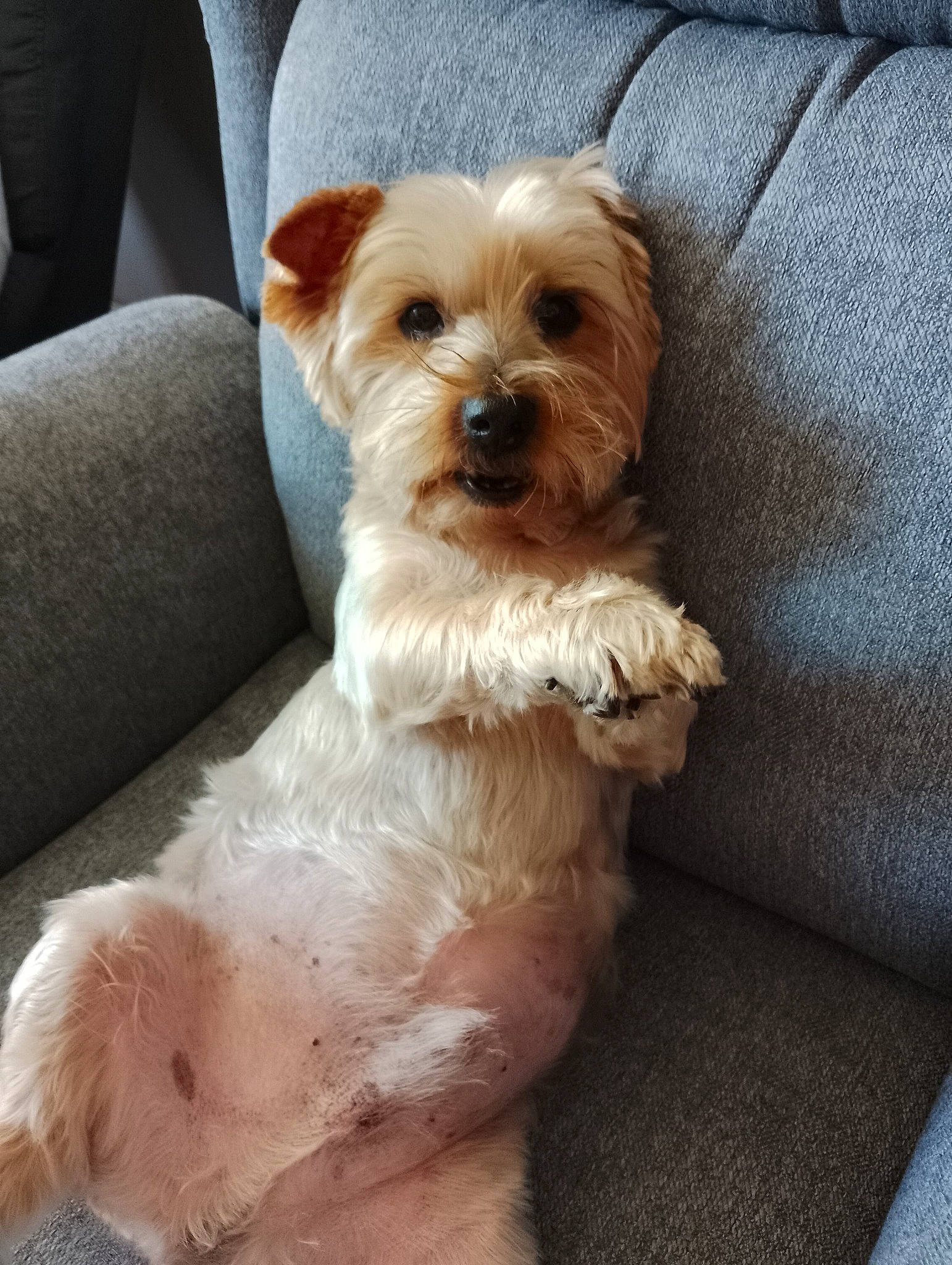 Kenzo participe au concours pour gagner de l'argent avec cette photo : carnivore, comfort, companion_dog, dog, dog_breed, dog_supply, fawn, fur, liver, mal_shi, shih_poo, shih_tzu, small_terrier, snout, sporting_group, terrier, toy_dog, watch, working_animal, yorkipoo