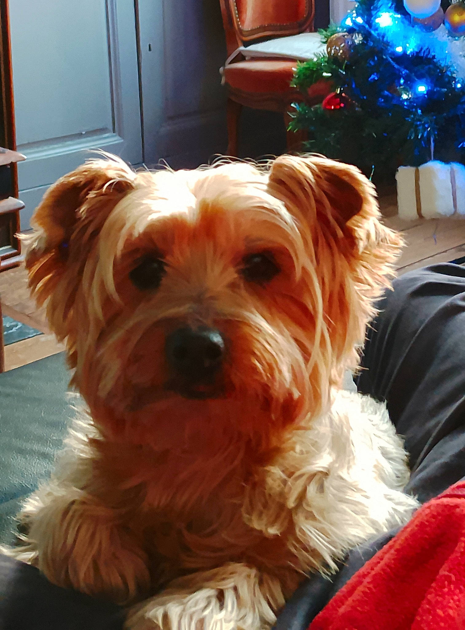 Kenzo participe au concours pour gagner de l'argent avec cette photo : canidae, carnivore, companion_dog, dog, dog_breed, door, event, fur, holiday, liver, maltepoo, plant, small_terrier, snout, sporting_group, terrier, toy_dog, wood, working_animal, yorkipoo