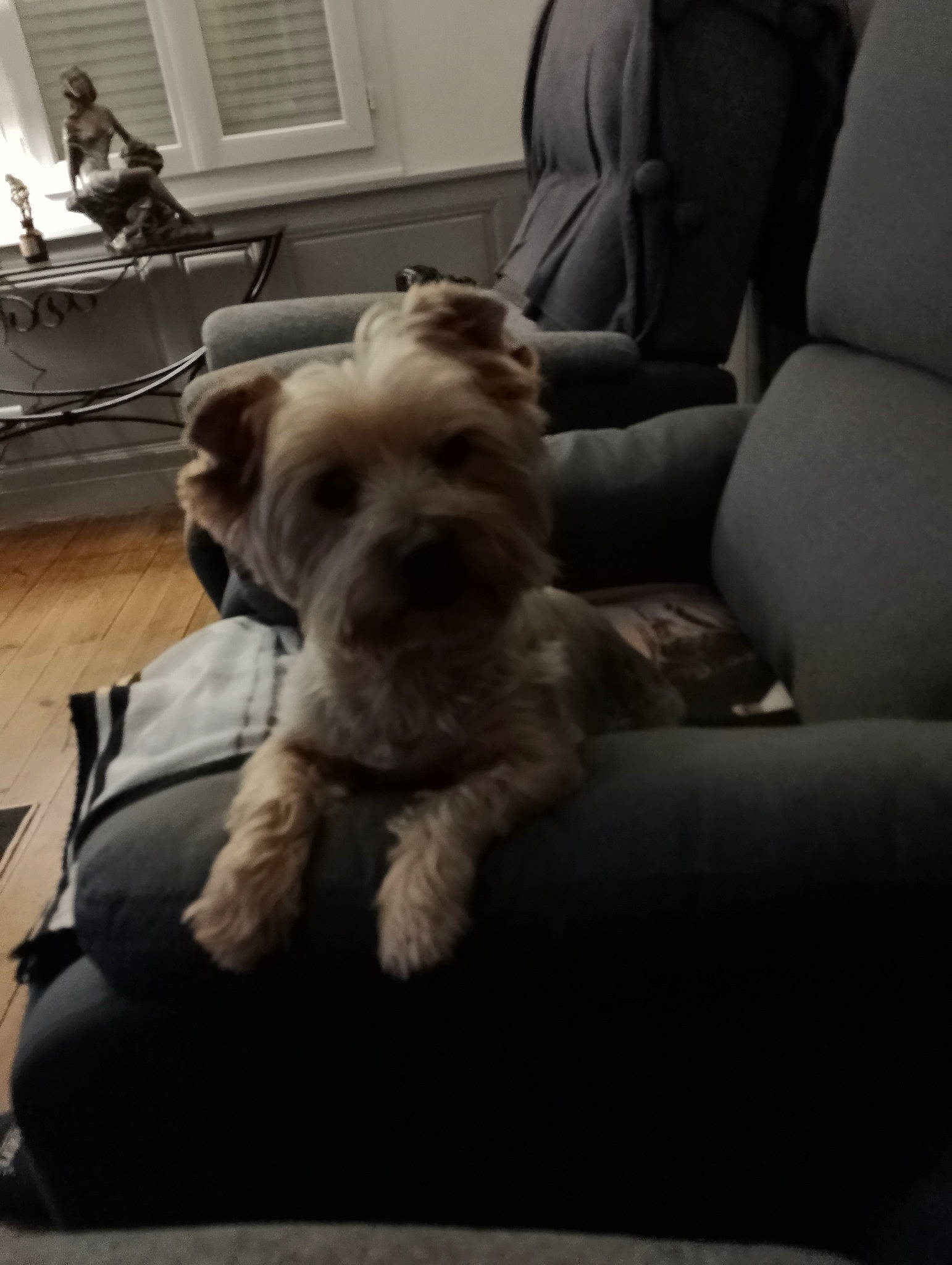 Kenzo participe au concours pour gagner de l'argent avec cette photo : carnivore, chair, comfort, companion_dog, dog, dog_breed, floor, flooring, fur, furniture, glasses, hardwood, living_room, sitting, small_terrier, sporting_group, television, toy_dog, wood, working_animal