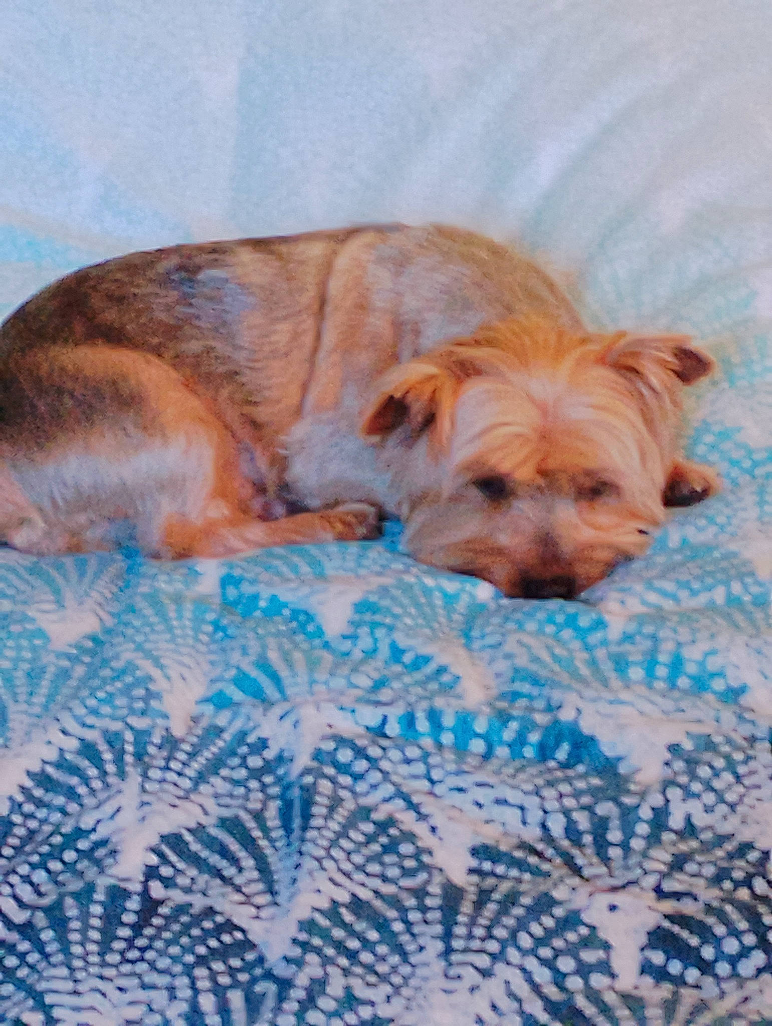 Kenzo a rejoint le concours — aidez-le/la à gagner de superbes lots ! canidae, carnivore, comfort, companion_dog, dog, dog_breed, dog_supply, electric_blue, fawn, fur, linens, liver, nap, pet_supply, small_terrier, snout, sporting_group, terrestrial_animal, toy_dog, working_animal