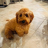 Charlie is registered to the contest to win money with this photo: dog, puppy, indoor, floor, tile, brown, fluffy, pet, cute, animal, sitting, looking_up, furniture, home, adorable, companion, canine, fur, small_dog, domestic