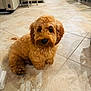 dog, puppy, indoor, floor, tile, brown, fluffy, pet, cute, animal, sitting, looking_up, furniture, home, adorable, companion, canine, fur, small_dog, domestic