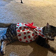 Hazel joined the competition — help win amazing prizes! animal, carpet, cat, cute, domestic, dress, ears, feline, fur, home, indoor, laying_down, pet_clothing, red_bow, relaxed, resting, strawberry_pattern, tabby, tail, whiskers