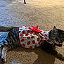 animal, carpet, cat, cute, domestic, dress, ears, feline, fur, home, indoor, laying_down, pet_clothing, red_bow, relaxed, resting, strawberry_pattern, tabby, tail, whiskers