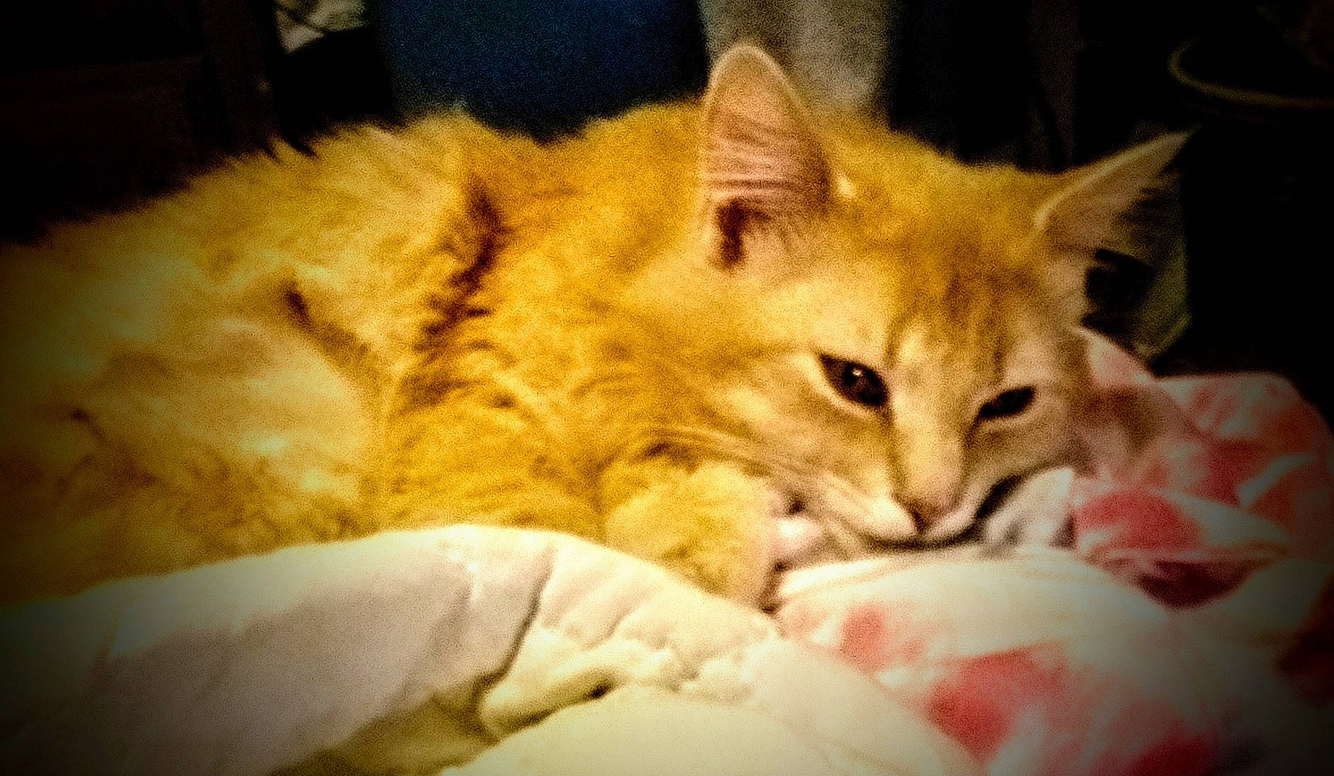 Garfield is registered to the contest to win money with this photo: bed, carnivore, cat, claw, comfort, domestic_short_haired_cat, duvet, fawn, felidae, fur, linens, nap, paw, small_to_medium_sized_cats, snout, tail, terrestrial_animal, whiskers