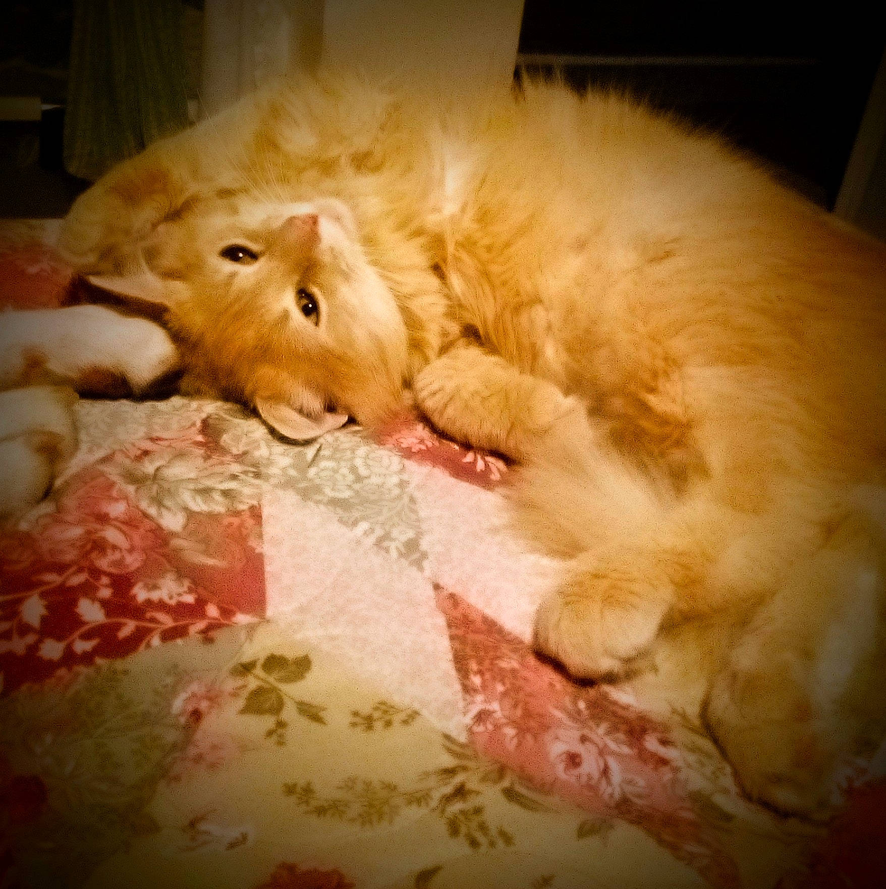 Garfield joined the competition — help win amazing prizes! bed, bedding, bedroom, carnivore, cat, claw, comfort, companion_dog, duvet, fawn, felidae, flooring, fur, linens, paw, small_to_medium_sized_cats, snout, tail, textile, whiskers