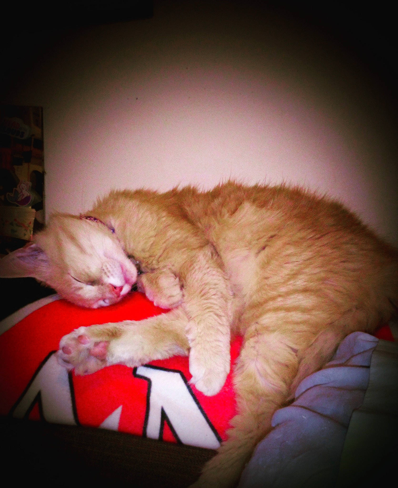 Garfield joined the competition — help win amazing prizes! bed, canidae, carmine, carnivore, cat, claw, comfort, companion_dog, darkness, domestic_short_haired_cat, felidae, fur, linens, nap, paw, room, small_to_medium_sized_cats, snout, tail, whiskers