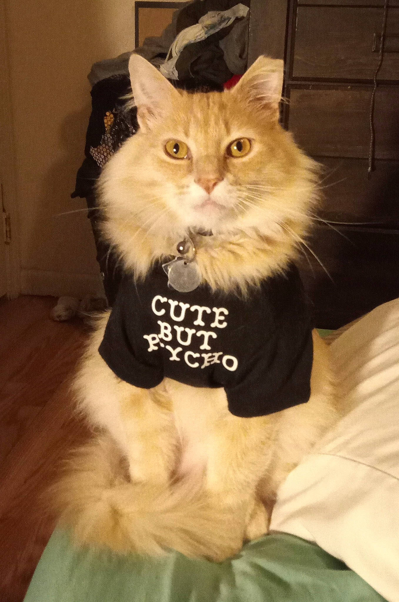 Garfield is registered to the contest to win money with this photo: british_longhair, carnivore, cat, companion_dog, domestic_short_haired_cat, fawn, felidae, fur, paw, sitting, sleeve, small_to_medium_sized_cats, snout, tail, whiskers