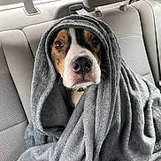 Winston Clyde is registered to the contest to win money with this photo: dog, blanket, car_interior, backseat, cozy, pet, portrait, cute, gray, fur, animal, looking, indoors, seat, wrapped, snug, expression, soft, comfort, head