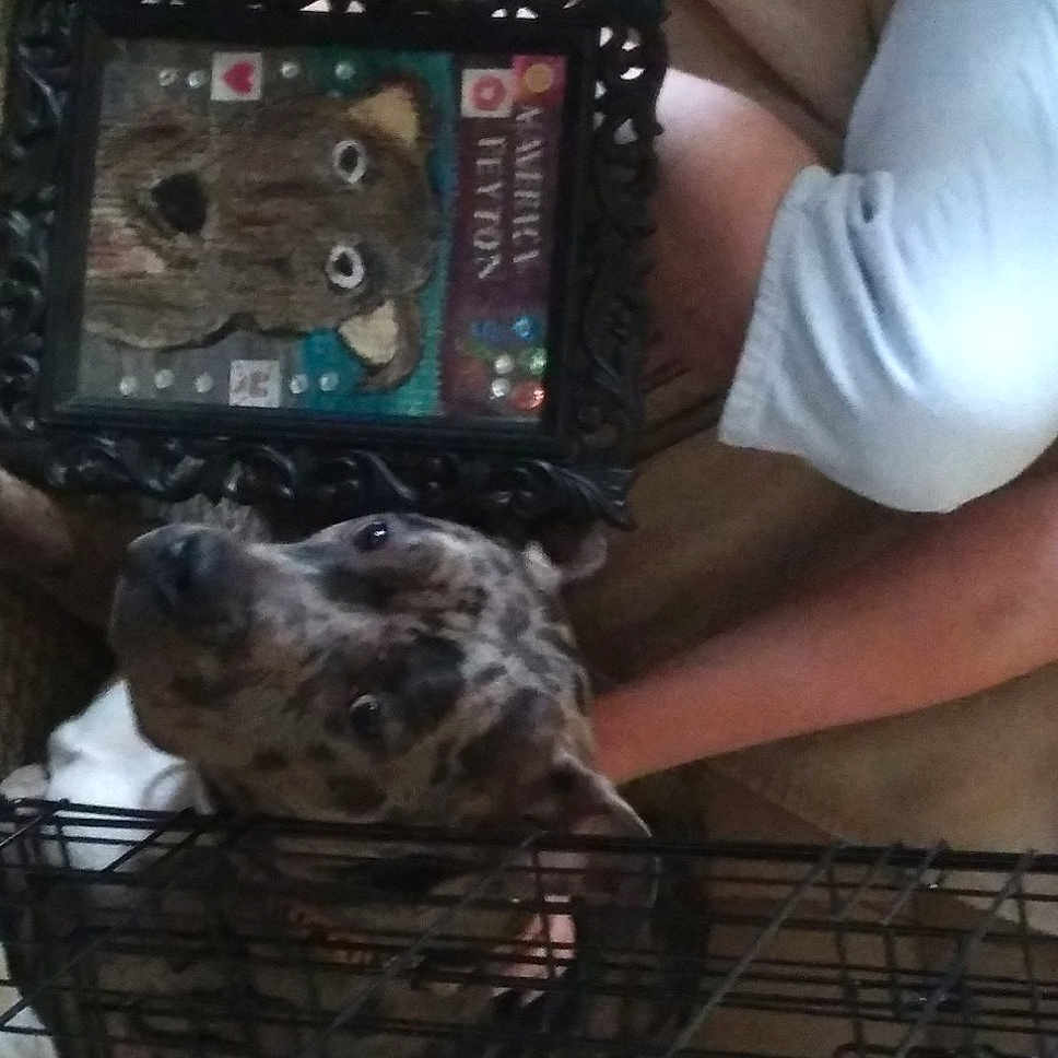 Maverick Payton joined the competition — help win amazing prizes! canidae, carnivore, communication_device, companion_dog, dishwasher, display_device, dog, dog_breed, engineering, flesh, fur, gadget, machine, metal, multimedia, service, sporting_group, telephony, wrist