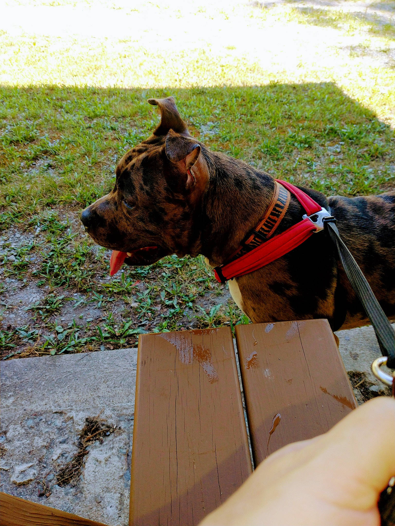 Maverick Payton joined the competition — help win amazing prizes! canidae, carnivore, collar, companion_dog, dog, dog_breed, dog_collar, dog_supply, fashion_accessory, fawn, felidae, grass, leash, liver, pet_supply, snout, sporting_group, terrestrial_animal, wood, working_animal