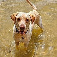 Buddy is registered to the contest to win money with this photo: animal, canine, collar, dog, fur, golden_retriever, happy, lake, looking_at_camera, nature, outdoor, pet, playful, shallow_water, summer, sunlight, tag, tail, water, wet